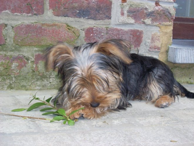 Photo de Yorkshire terrier