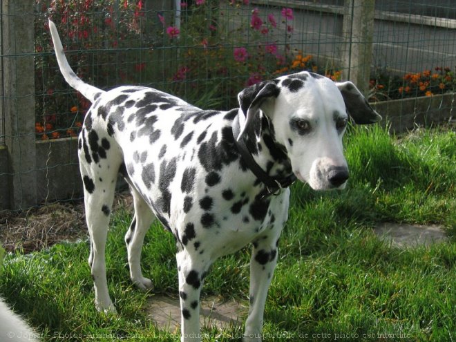 Photo de Dalmatien