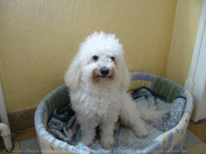 Photo de Bichon  poil fris