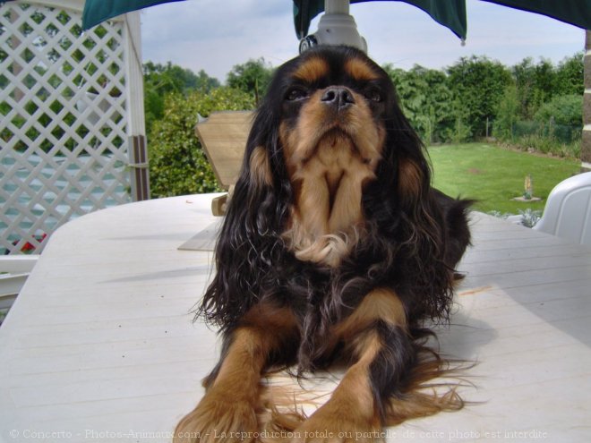 Photo de Cavalier king charles spaniel