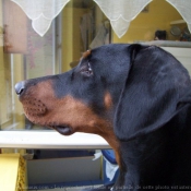 Photo de Dobermann