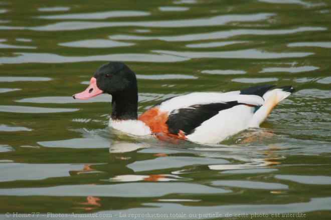 Photo de Canard tadorne de belon