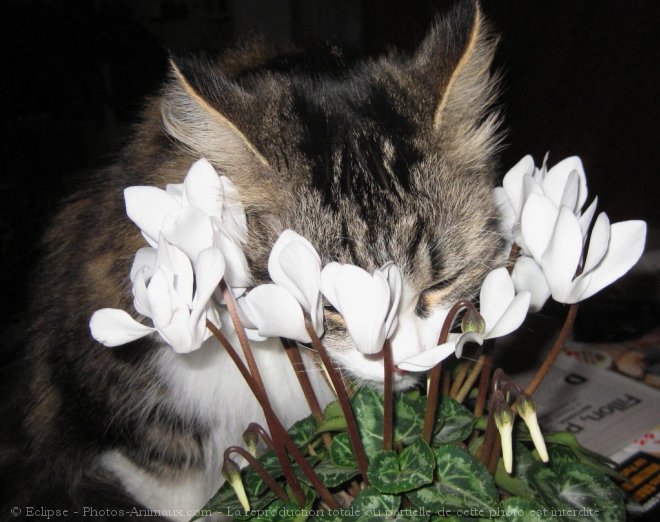 Photo de Chat domestique