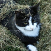 Photo de Chat domestique