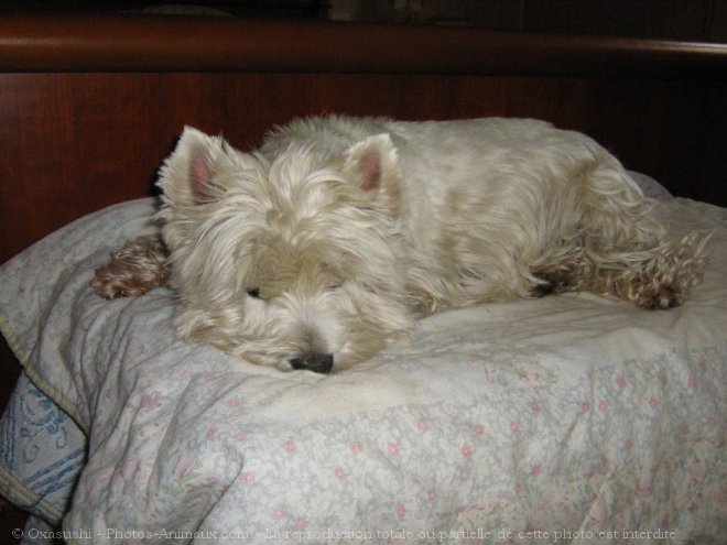 Photo de West highland white terrier