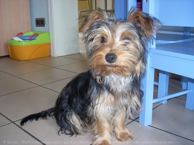 Photo de Yorkshire terrier