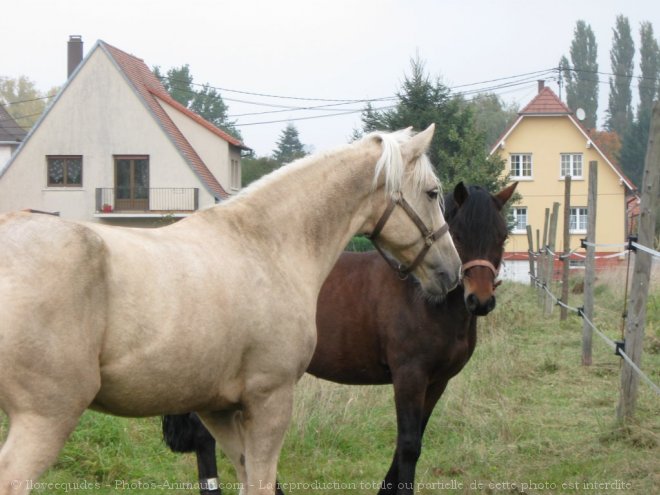 Photo de Races diffrentes