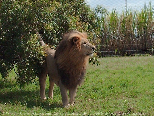 Photo de Lion