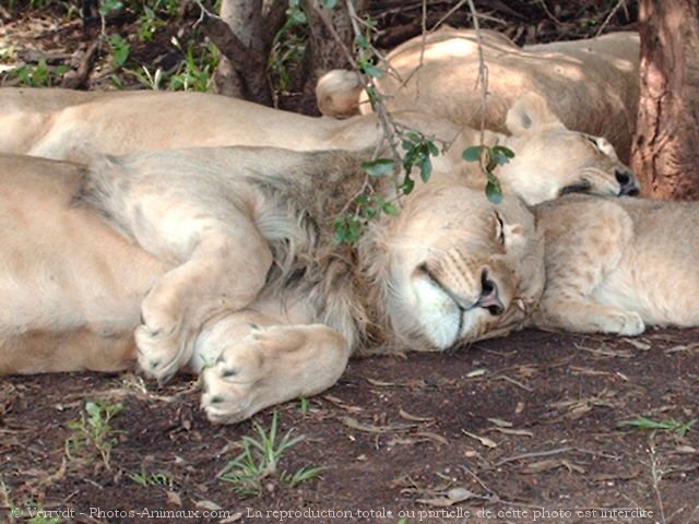 Photo de Lion