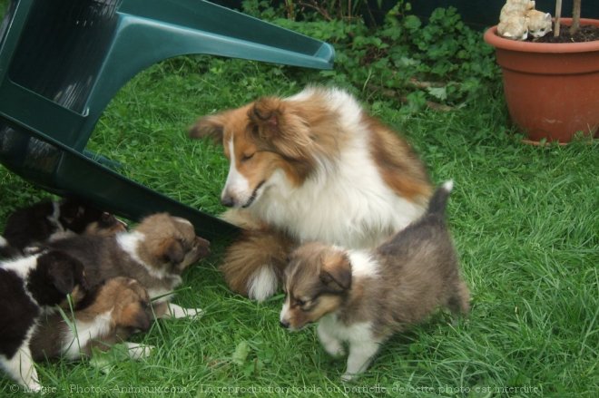 Photo de Chien de berger des shetland