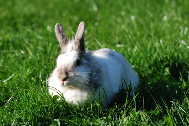 Photo de Lapin