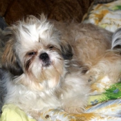 Photo de Shih tzu