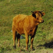 Photo de Vache