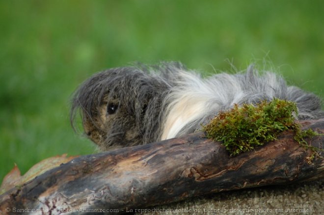 Photo de Cochon d'inde - abyssin / rosette