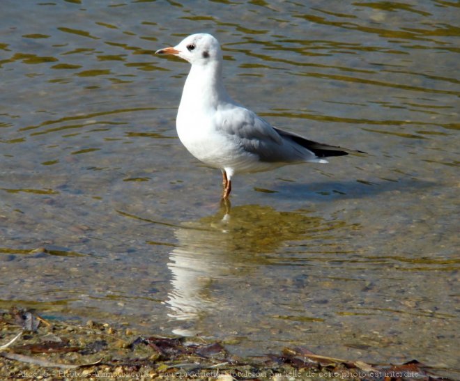 Photo de Mouette