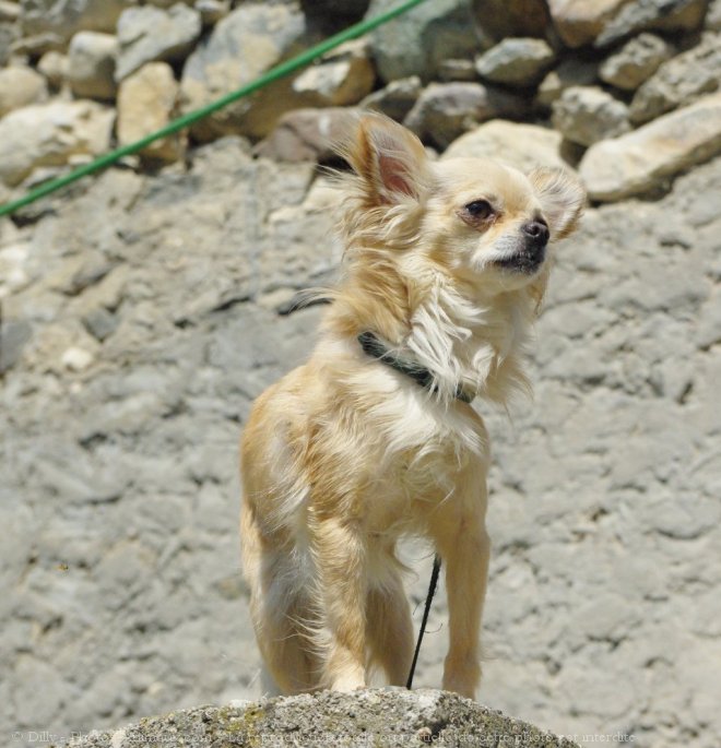 Photo de Chihuahua  poil long