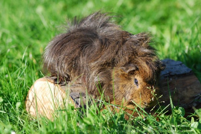 Photo de Cochon d'inde - pruvien