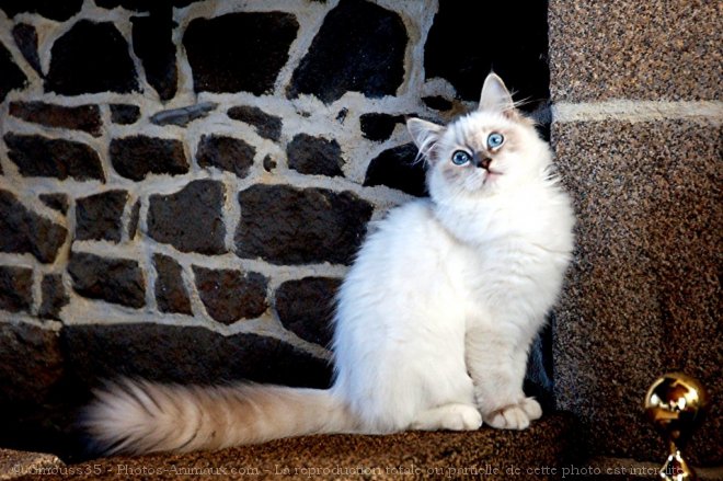 Photo de Ragdoll