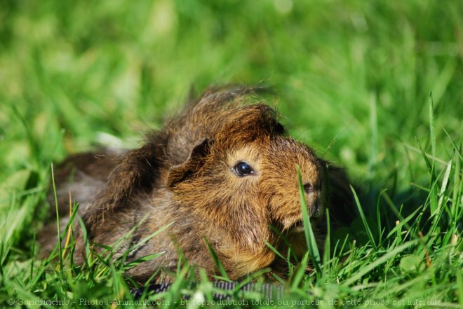 Photo de Cochon d'inde - pruvien