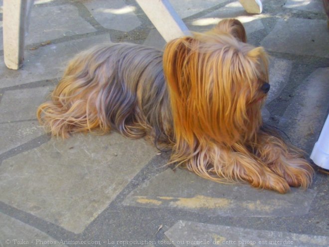 Photo de Yorkshire terrier