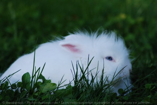 Photo de Lapin