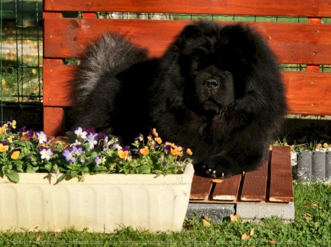 Photo de Chow chow