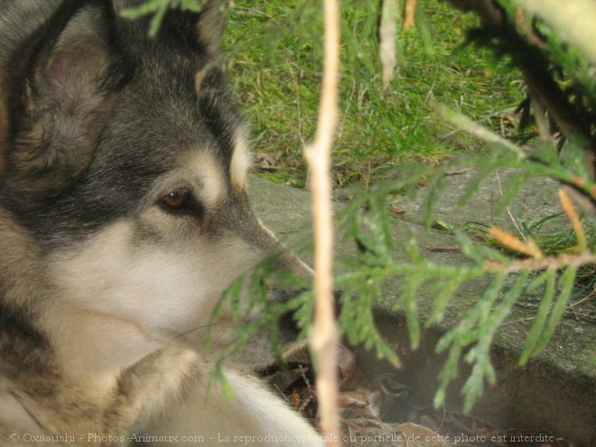 Photo de Malamute de l'alaska