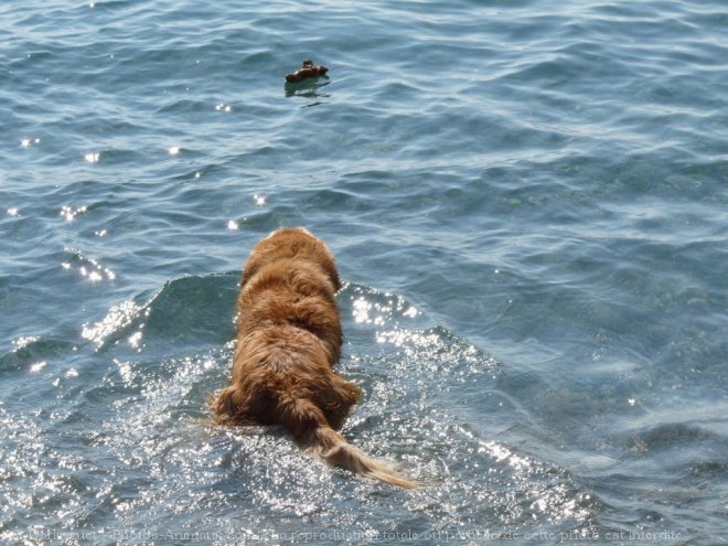 Photo de Golden retriever