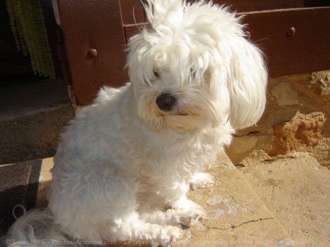 Photo de Bichon maltais