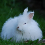 Photo de Lapin