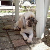 Photo de Lhassa apso