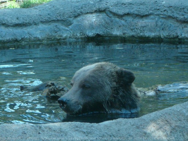 Photo d'Ours