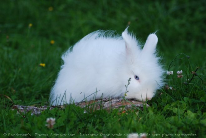 Photo de Lapin