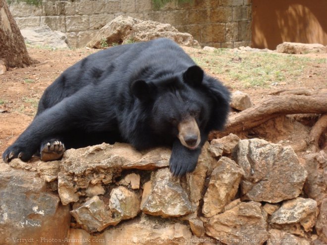 Photo d'Ours