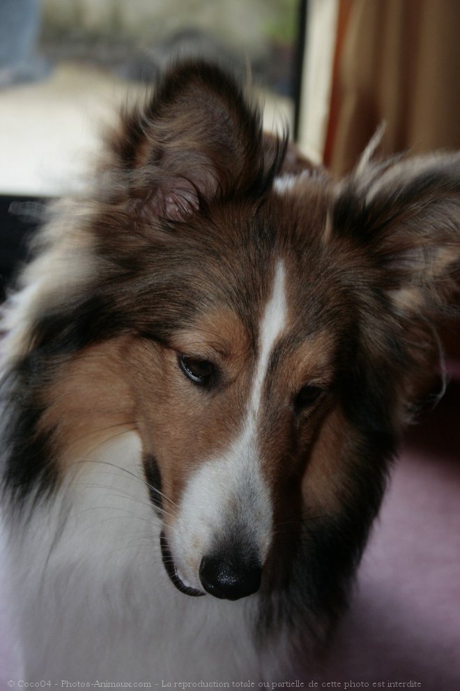 Photo de Chien de berger des shetland