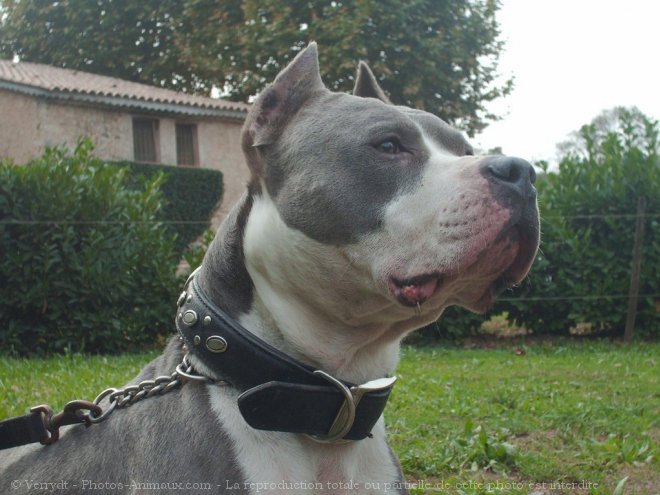 Photo d'American staffordshire terrier