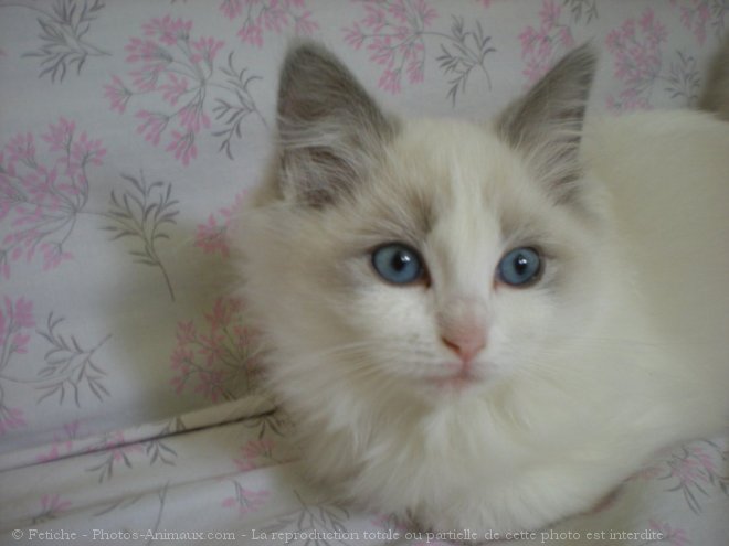 Photo de Ragdoll