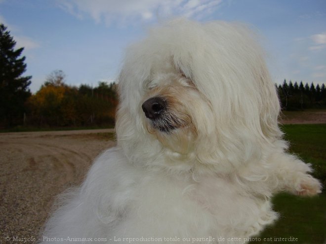 Photo de Coton de tulear