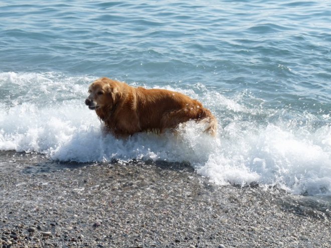 Photo de Golden retriever