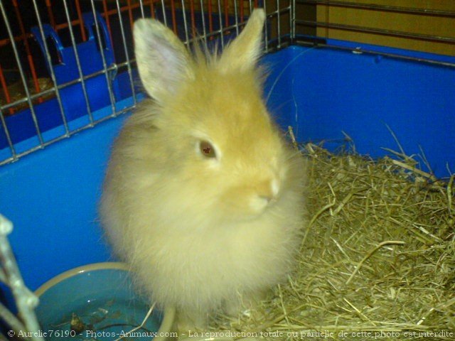 Photo de Lapin