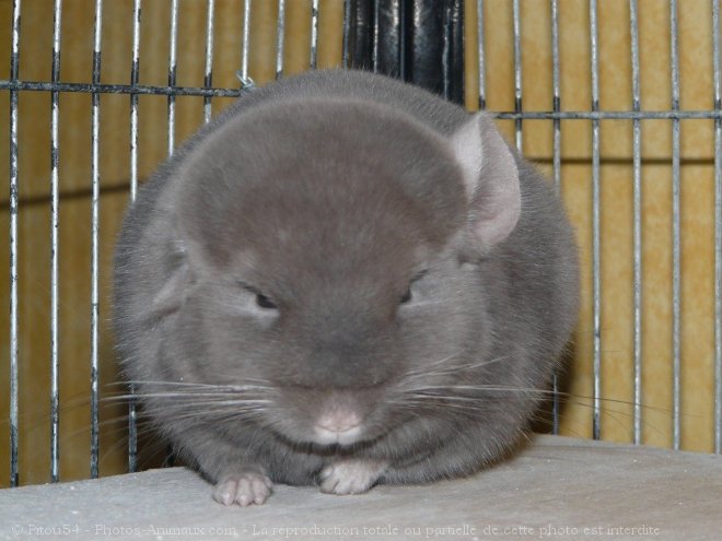 Photo de Chinchilla