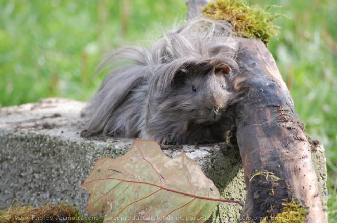 Photo de Cochon d'inde - pruvien