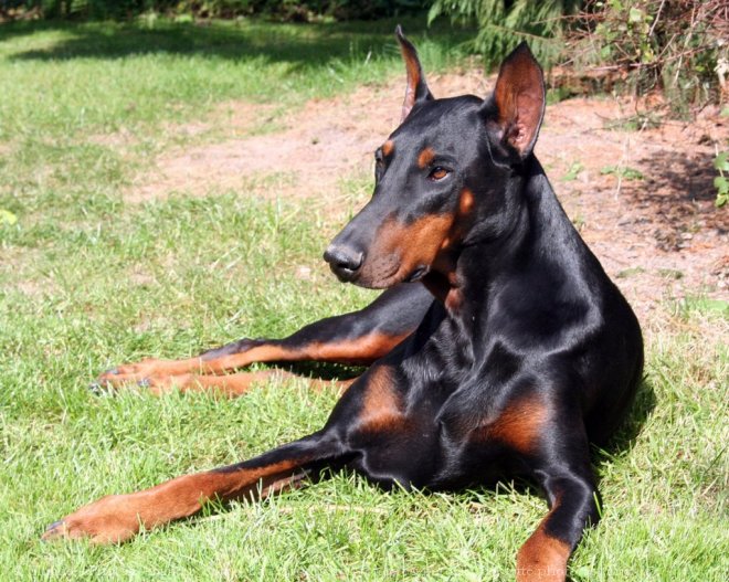 Photo de Dobermann