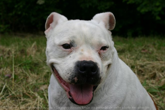 Photo de Staffordshire bull terrier