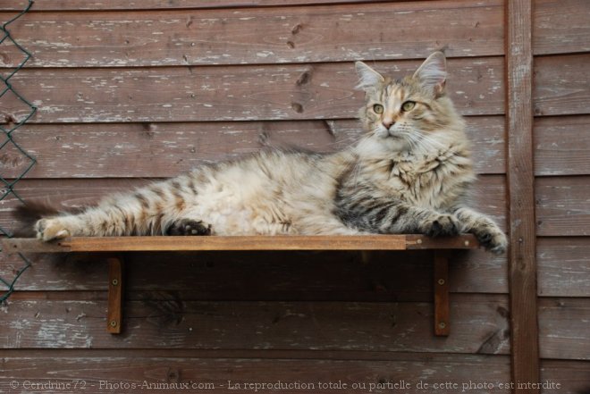 Photo de Maine coon