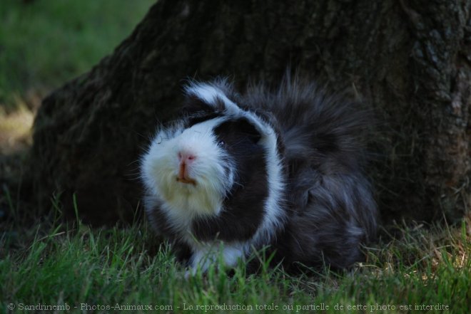 Photo de Cochon d'inde - abyssin / rosette