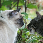 Photo de Sacr de birmanie