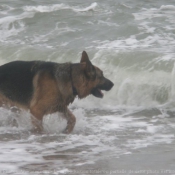 Photo de Berger allemand  poil court