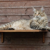 Photo de Maine coon