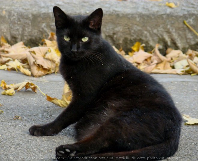 Photo de Chat domestique